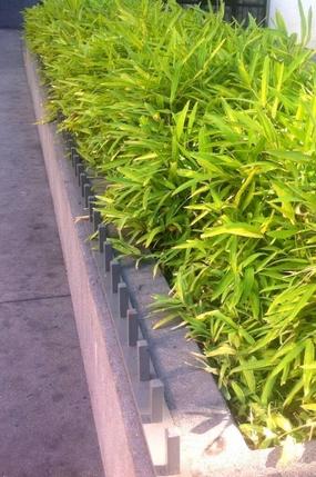 Pleioblastus viridistriatus